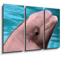 Obraz 3D tdln - 105 x 70 cm F_BB45790303 - Beluga whale