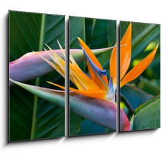 Obraz   Bird of paradise, 105 x 70 cm