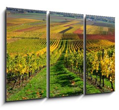 Obraz   Vineyards in autumn colours. The Rhine valley, Germany, 105 x 70 cm