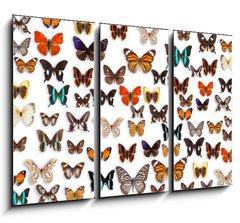 Obraz   butterflies, 105 x 70 cm