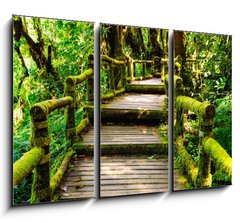 Obraz   Wood walkway, 105 x 70 cm