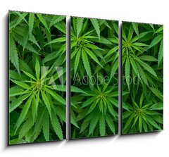 Obraz 3D tdln - 105 x 70 cm F_BB46939324 - Marijuana - Marihuana