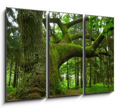 Obraz 3D tdln - 105 x 70 cm F_BB4757840 - Mighty oak. - Mocn dub.