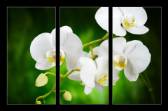 Obraz 3D tdln - 105 x 70 cm F_BB48780289 - orchid