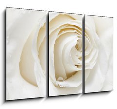 Obraz   white rose, 105 x 70 cm