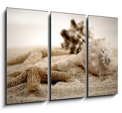 Obraz 3D třídílný - 105 x 70 cm F_BB489827 - seashells on the sand
