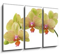 Obraz 3D tdln - 105 x 70 cm F_BB4976383 - bunch of yellow orchid flowers