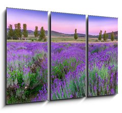 Obraz 3D tdln - 105 x 70 cm F_BB49777064 - Sunset over a summer lavender field in Tihany, Hungary - Zpad slunce nad letn levandule pole v Tihany, Maarsko