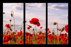 Obraz 3D tdln - 105 x 70 cm F_BB499070572 - Anzac Day memorial poppies. Field of red poppy flowers to honour fallen veterans soldiers in battle of Anzac armistice day. Wildflowers blooming poppy field landscape. Meadow with flowers.