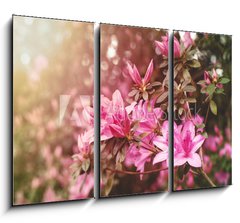 Obraz 3D tdln - 105 x 70 cm F_BB49992650 - Spring Azaleas in Soft Sunlight