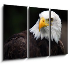 Obraz 3D tdln - 105 x 70 cm F_BB5007416 - American Bald Eagle (Haliaeetus leucocephalus)