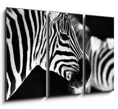 Obraz 3D tdln - 105 x 70 cm F_BB50298303 - monochrome photo  - detail head zebra in ZOO - monochromatick fotografie