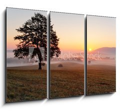 Obraz   Alone tree on meadow at sunset with sun and mist  panorama, 105 x 70 cm