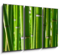 Obraz 3D tdln - 105 x 70 cm F_BB5056687 - Bamboo forest - Bambusov les