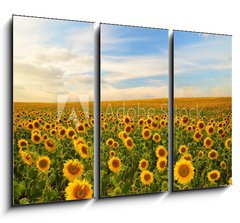 Obraz 3D tdln - 105 x 70 cm F_BB50744660 - sunflowers