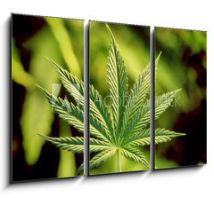 Obraz 3D tdln - 105 x 70 cm F_BB5123920 - marijuana