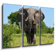 Obraz   elephant at attack, 105 x 70 cm