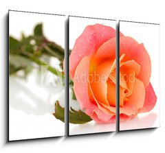 Obraz 3D tdln - 105 x 70 cm F_BB51458541 - rose with drops isolated on white - re s kapkami izolovanch na blm
