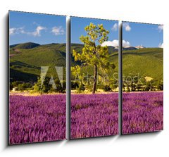 Obraz 3D tdln - 105 x 70 cm F_BB51603534 - Campi di Lavanda a Valensole Provenza, Francia