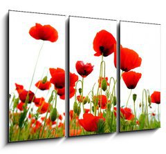 Obraz 3D tdln - 105 x 70 cm F_BB51629821 - coquelicots sur fond blanc