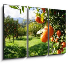 Obraz 3D tdln - 105 x 70 cm F_BB51744816 - Orange tree