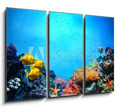 Obraz 3D tdln - 105 x 70 cm F_BB52173106 - Underwater scene. Coral reef, fish groups in clear ocean water - Podvodn scna. Korlov tes, ryb skupiny v ist mosk vod