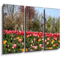 Obraz 3D tdln - 105 x 70 cm F_BB52173694 - Holland windmills and tulips