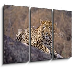 Obraz 3D tdln - 105 x 70 cm F_BB5242992 - Africa-Leopard