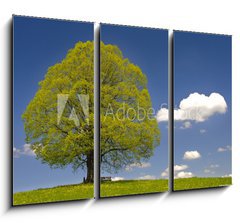 Obraz 3D tdln - 105 x 70 cm F_BB52734449 - Laubbaum Linde im Fr hling