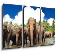Obraz 3D tdln - 105 x 70 cm F_BB53076772 - Elephant group in the river