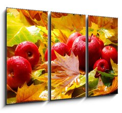 Obraz 3D tdln - 105 x 70 cm F_BB5313769 - Harvest. Autumn still life with red apples and leaves