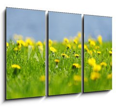 Obraz 3D tdln - 105 x 70 cm F_BB53166656 - Yellow dandelions