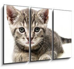 Obraz 3D tdln - 105 x 70 cm F_BB53218691 - little kitten - mal kot