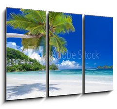Obraz   cocotier pench sur plage des Seychelles, 105 x 70 cm