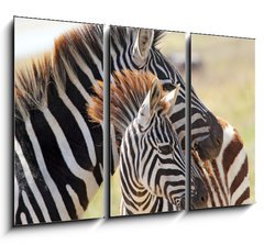 Obraz 3D tdln - 105 x 70 cm F_BB54195512 - Baby zebra with mother