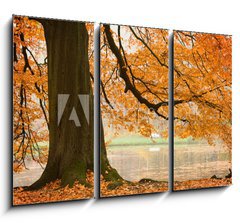 Obraz 3D tdln - 105 x 70 cm F_BB54618270 - Old beech tree