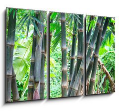 Obraz   Bamboo forest, 105 x 70 cm