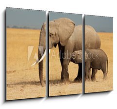 Obraz 3D tdln - 105 x 70 cm F_BB57159640 - African elephant with calf, Amboseli National Park