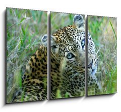 Obraz 3D tdln - 105 x 70 cm F_BB5752327 - Leopard