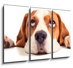 Obraz   beagle head isolated on white, 105 x 70 cm