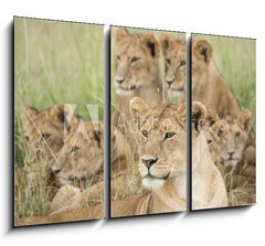 Obraz 3D tdln - 105 x 70 cm F_BB57547557 - Pride of Lions, Serengeti, Tanzania