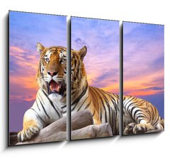 Obraz 3D tdln - 105 x 70 cm F_BB57972790 - Tiger looking something on the rock with beautiful sky at sunset