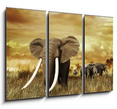 Obraz   Elephants At Sunset, 105 x 70 cm