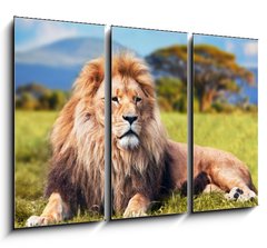Obraz 3D tdln - 105 x 70 cm F_BB58606525 - Big lion lying on savannah grass. Kenya, Africa - Velk lva lec na savanov trv. Kea, Afrika