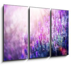 Obraz   Lavender Flowers Field. Growing and Blooming Lavender, 105 x 70 cm