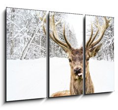 Obraz 3D tdln - 105 x 70 cm F_BB58977181 - Deer with beautiful big horns on a winter country road