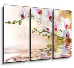 Obraz 3D tdln - 105 x 70 cm F_BB59169031 - white orchids on water with drop