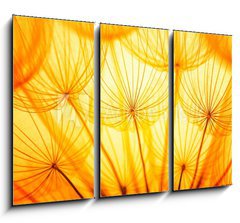 Obraz 3D tdln - 105 x 70 cm F_BB59474042 - Dandelion