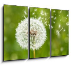 Obraz   dandelion with flying seeds, 105 x 70 cm