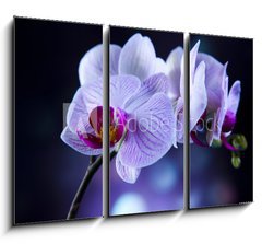 Obraz 3D tdln - 105 x 70 cm F_BB60355807 - Beautiful orchids